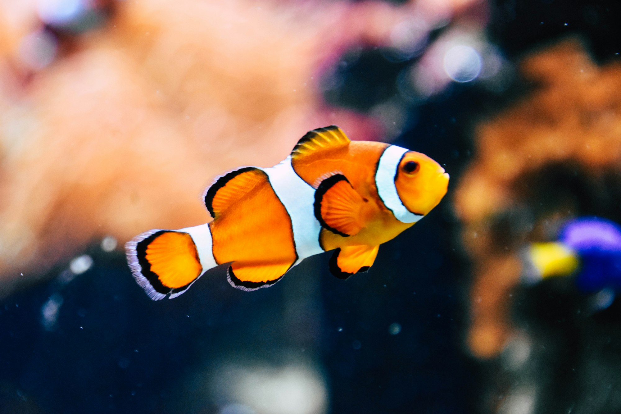 Nemo
