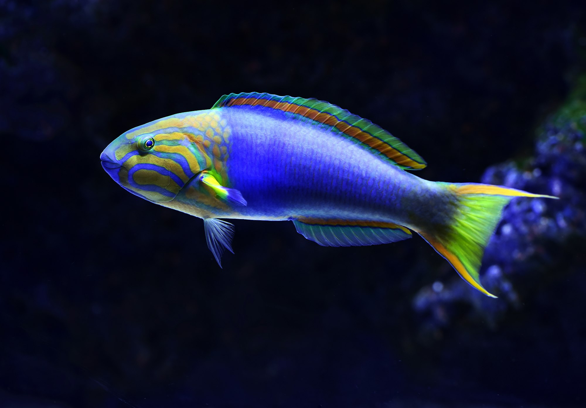 This sunset or banana wrasse was showing off at the Cairns Aquarium