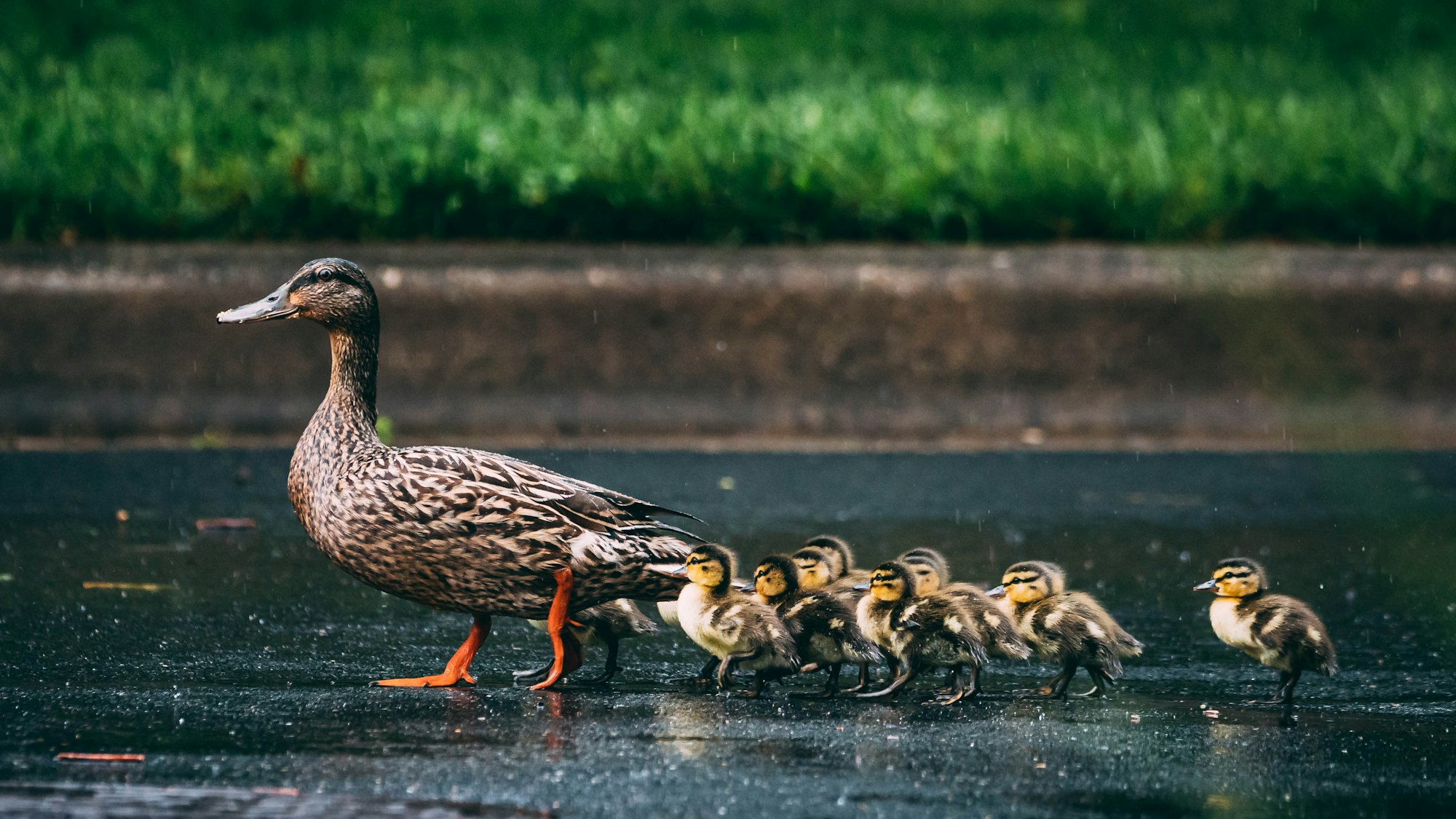 These ducklings hatched the same morning as this walk. They walked from their nest to the nearby pond, across neighborhood streets